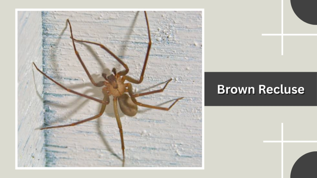 Brown Recluse