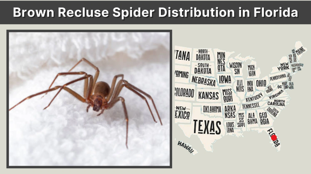 Brown Recluse Spider Distribution in Florida