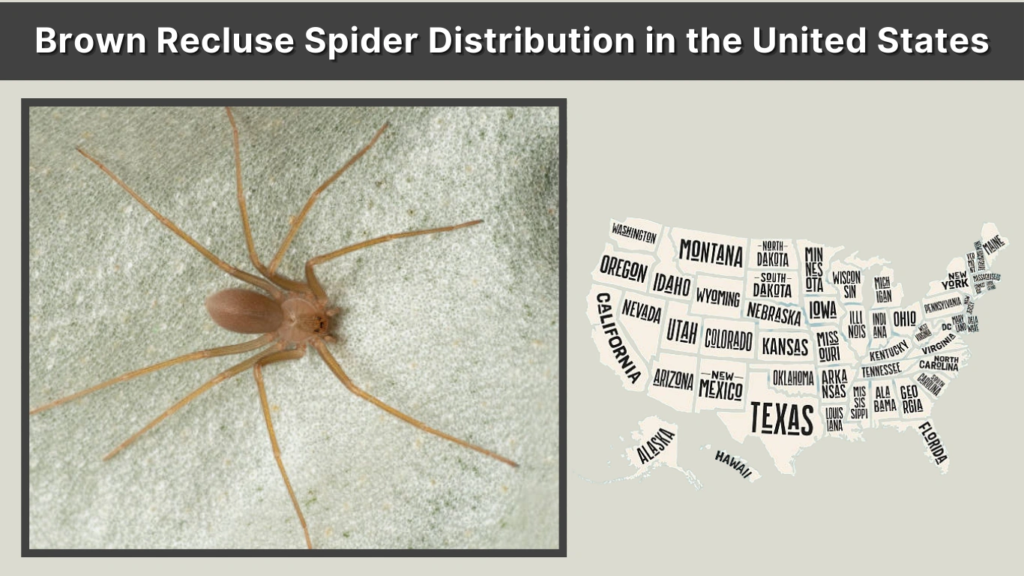 Brown Recluse Spider Distribution in the United States