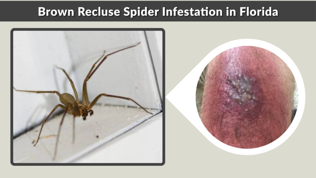Brown Recluse Spider Infestation in Florida