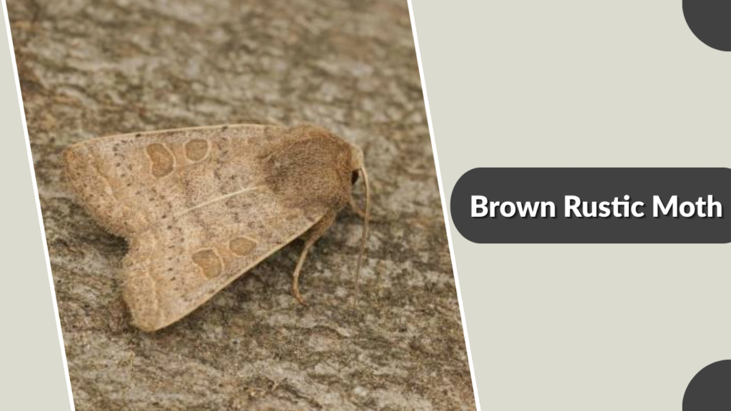 Brown Rustic Moth