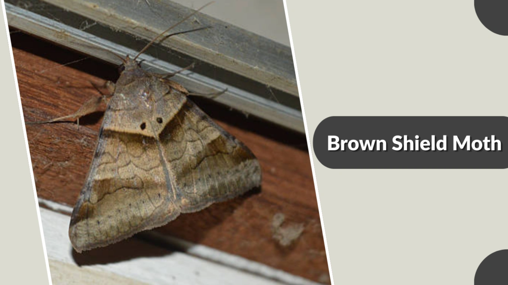 Brown Shield Moth