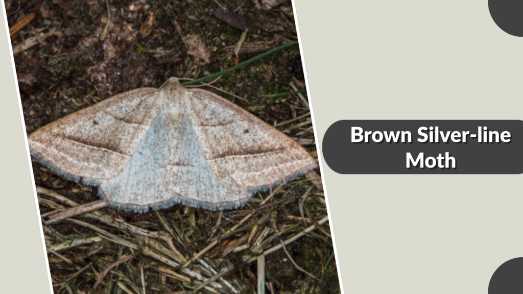 Brown Silver-line Moth