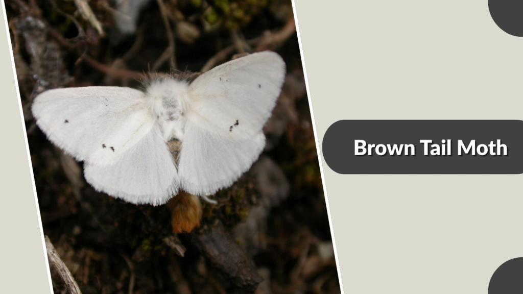 Brown Tail Moth