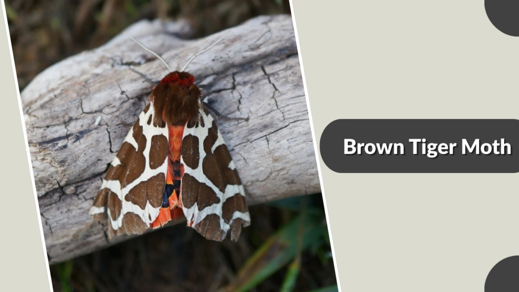 Brown Tiger Moth