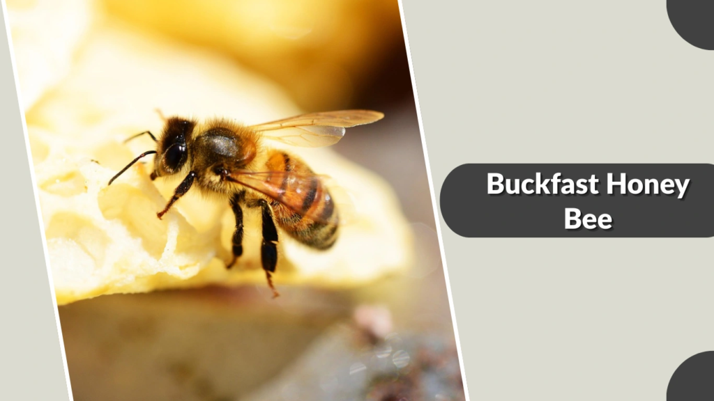 Buckfast Honey Bee