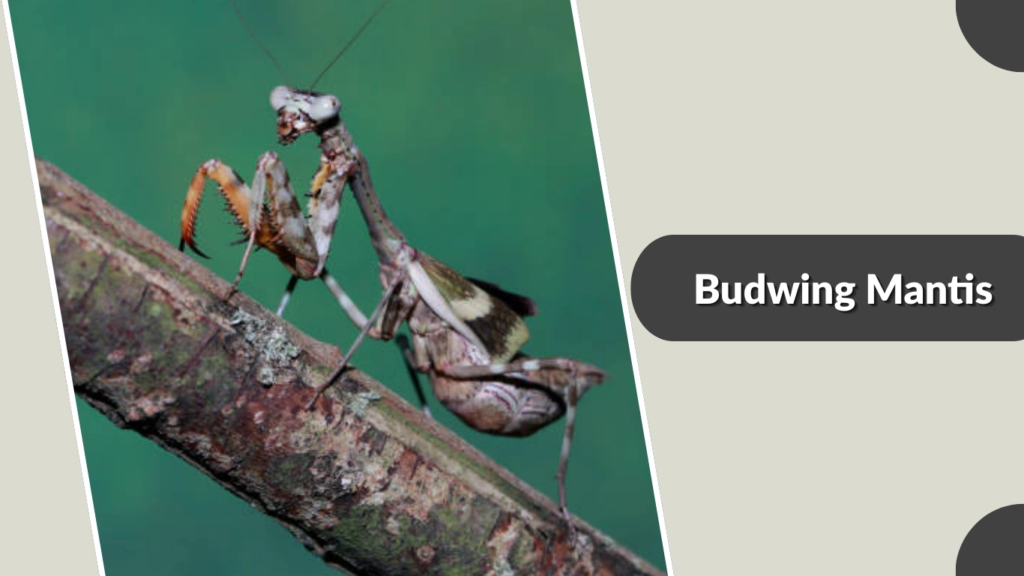 Budwing Mantis