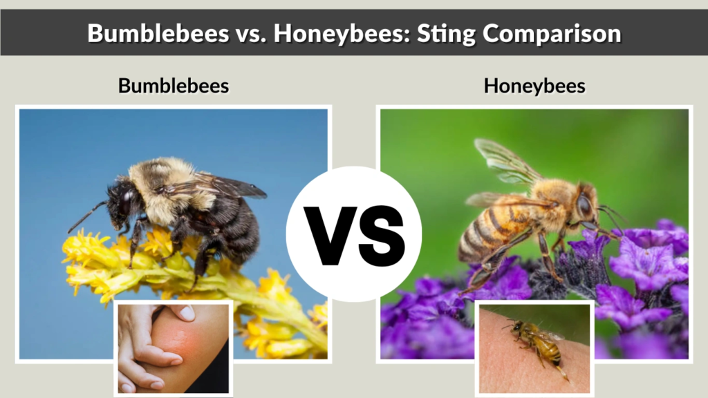 Bumblebees vs. Honeybees Sting Comparison