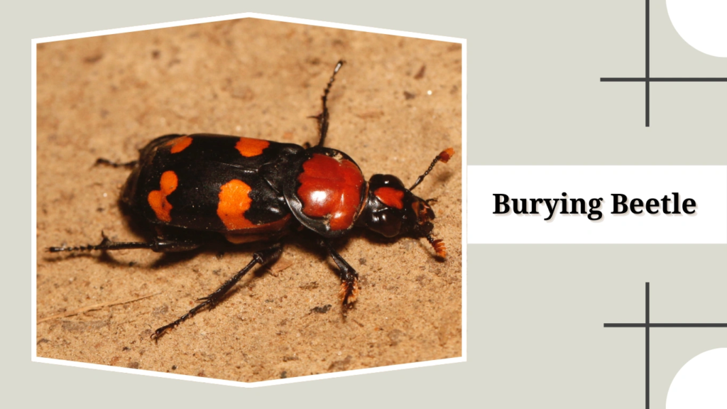 Burying Beetle