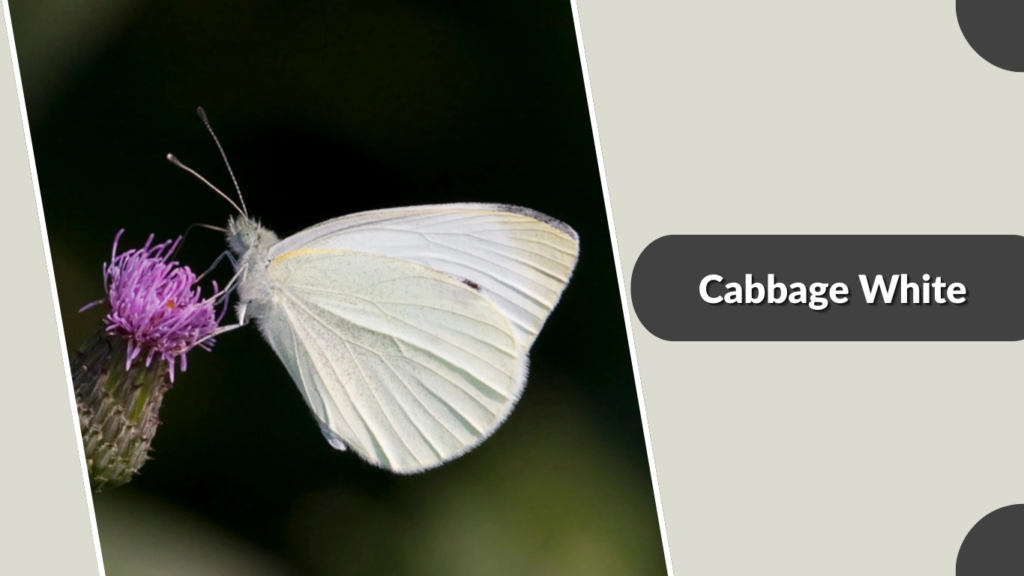 Cabbage White