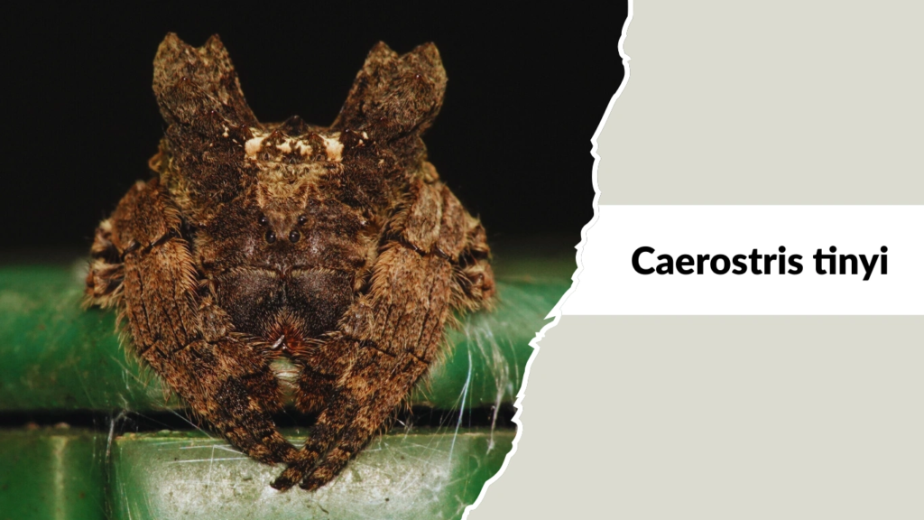 Caerostris tinyi