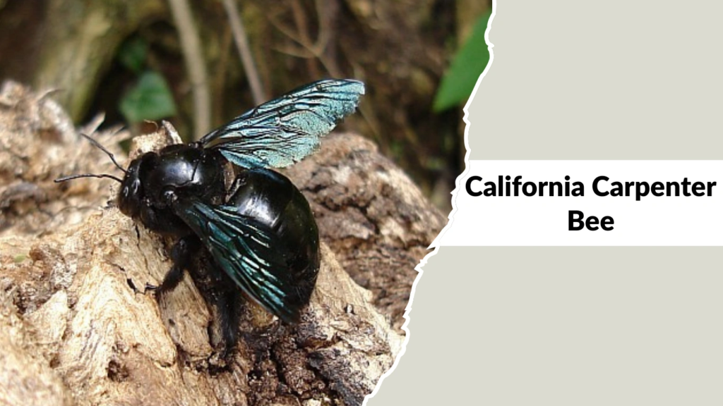 California Carpenter Bee