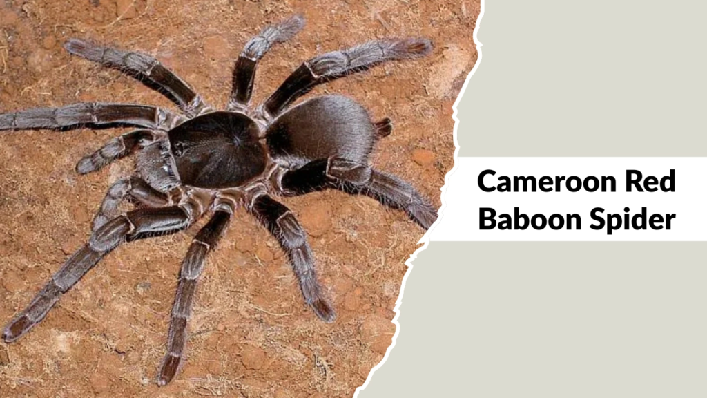 Cameroon Red Baboon Spider