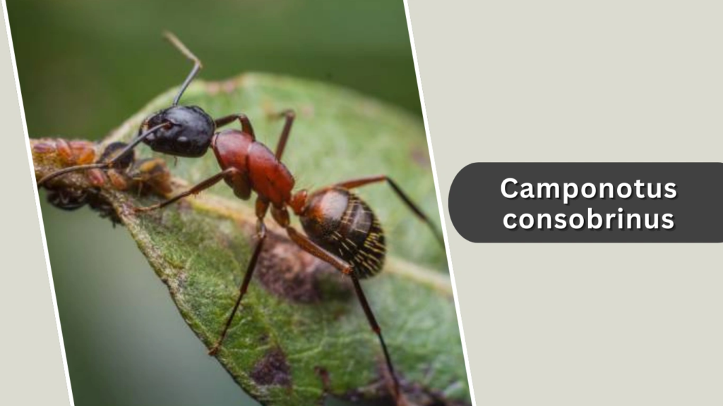Camponotus consobrinus