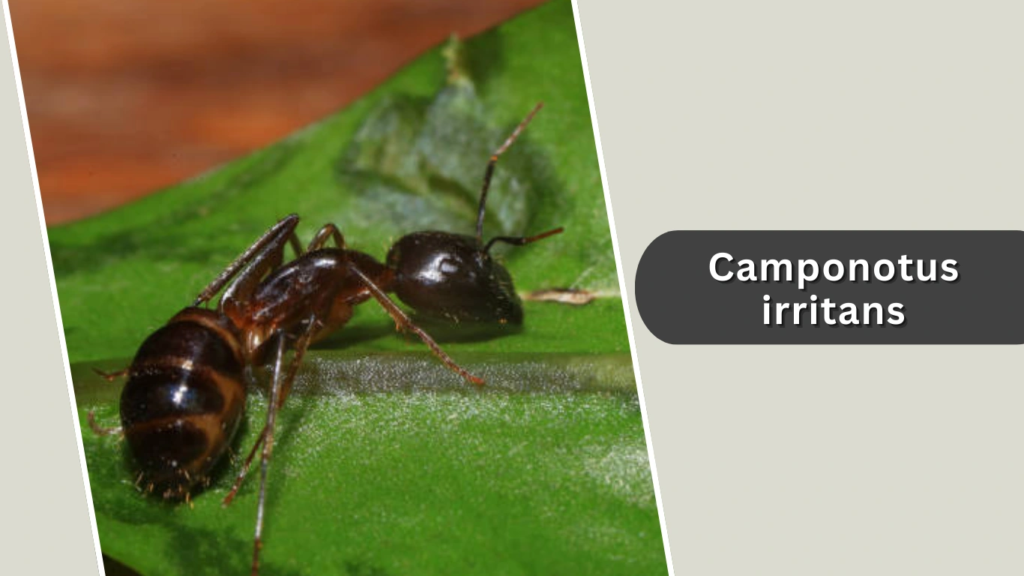 Camponotus irritans
