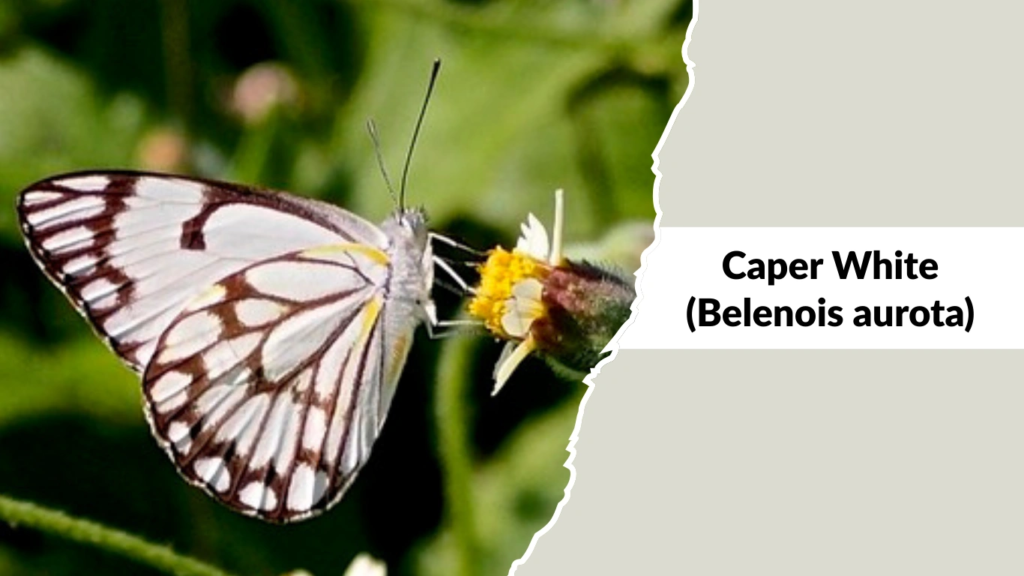 Caper White (Belenois aurota)