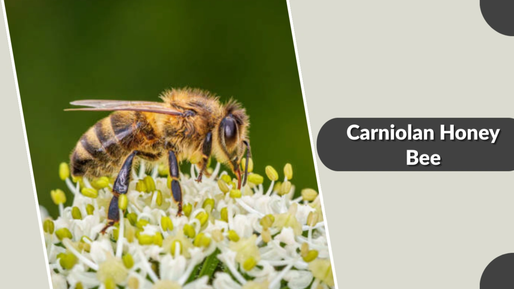 Carniolan Honey Bee