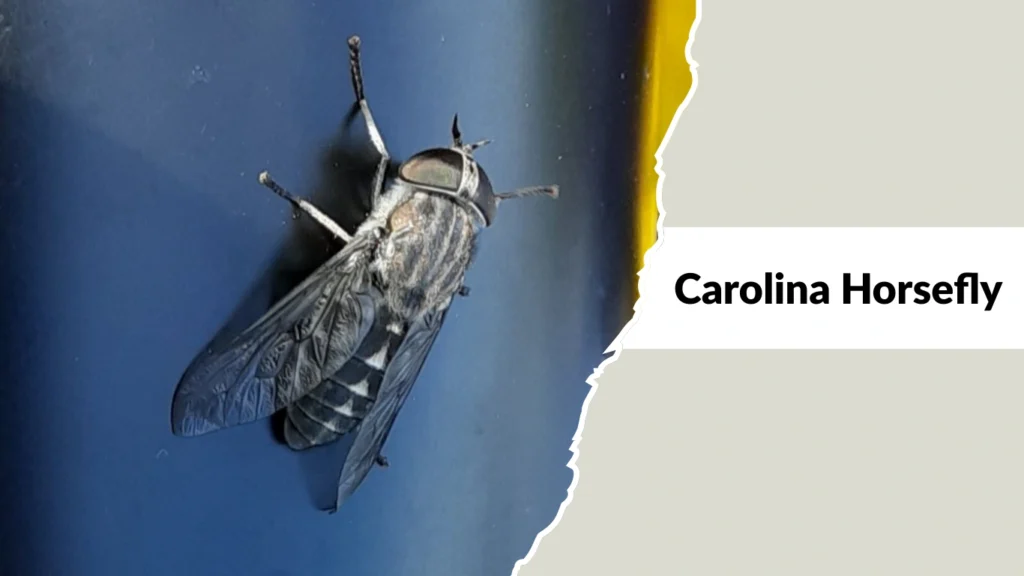 Carolina Horsefly