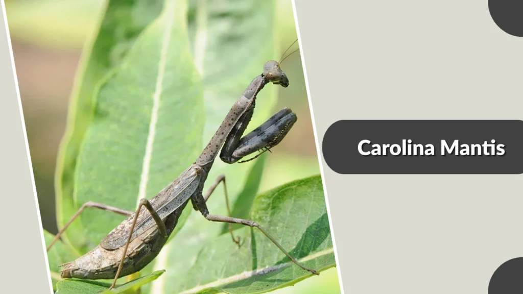 Carolina Mantis