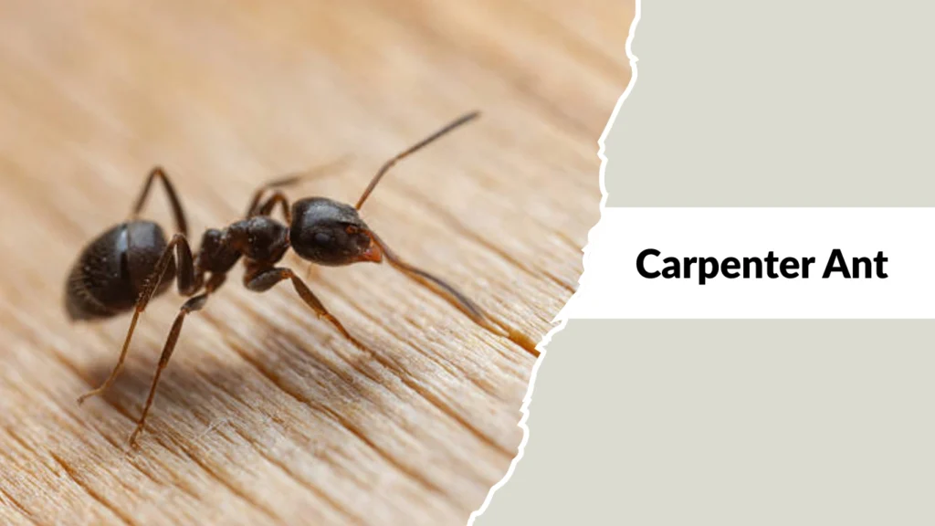 Carpenter Ant