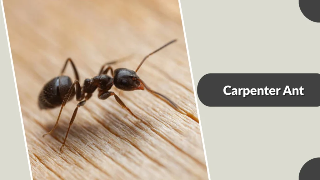Carpenter Ant