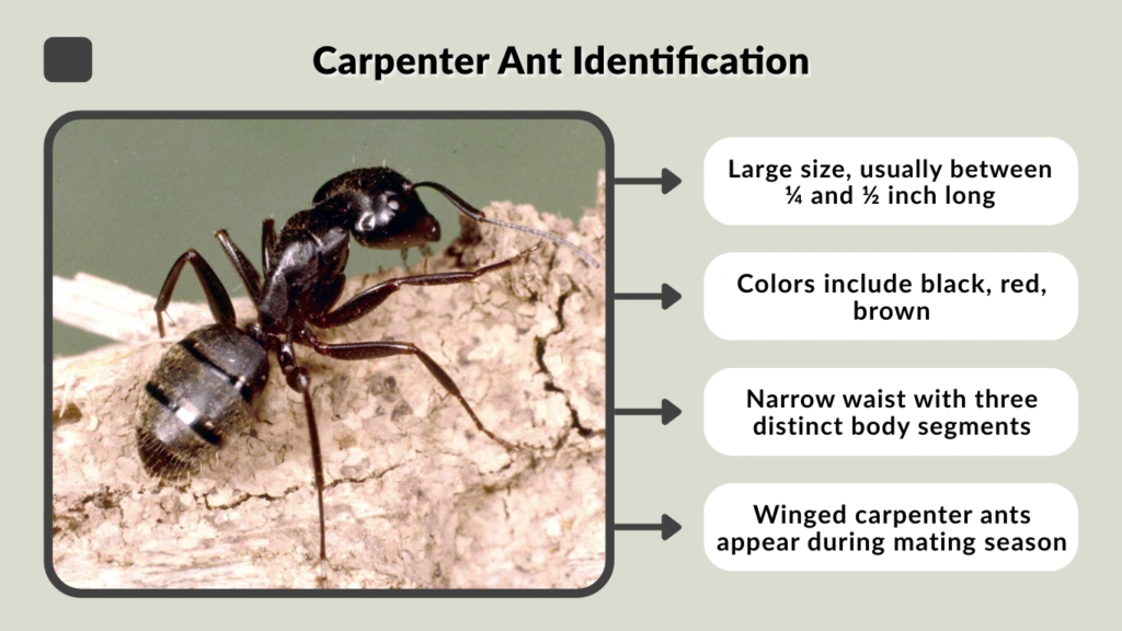 Carpenter Ant Identification