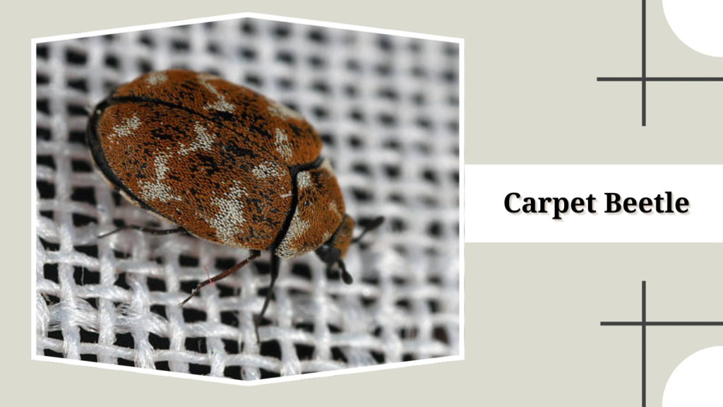 Carpet Beetle