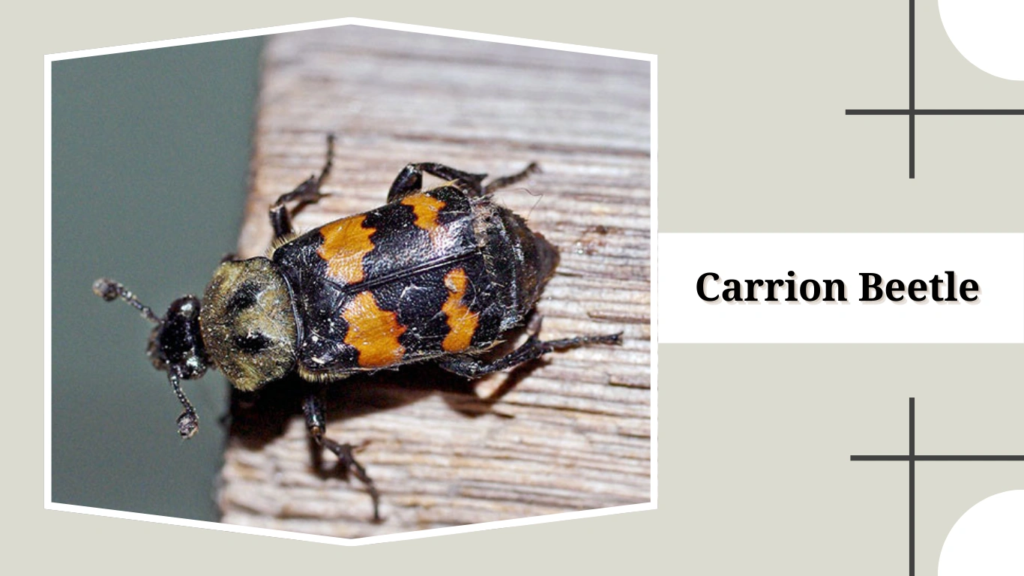 Carrion Beetle