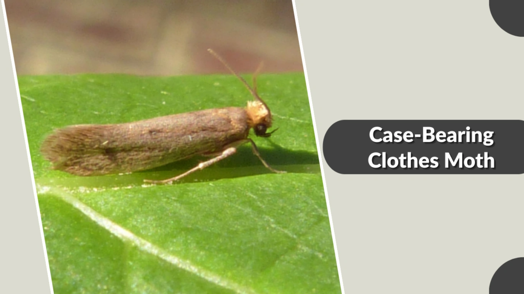 Case-Bearing Clothes Moth