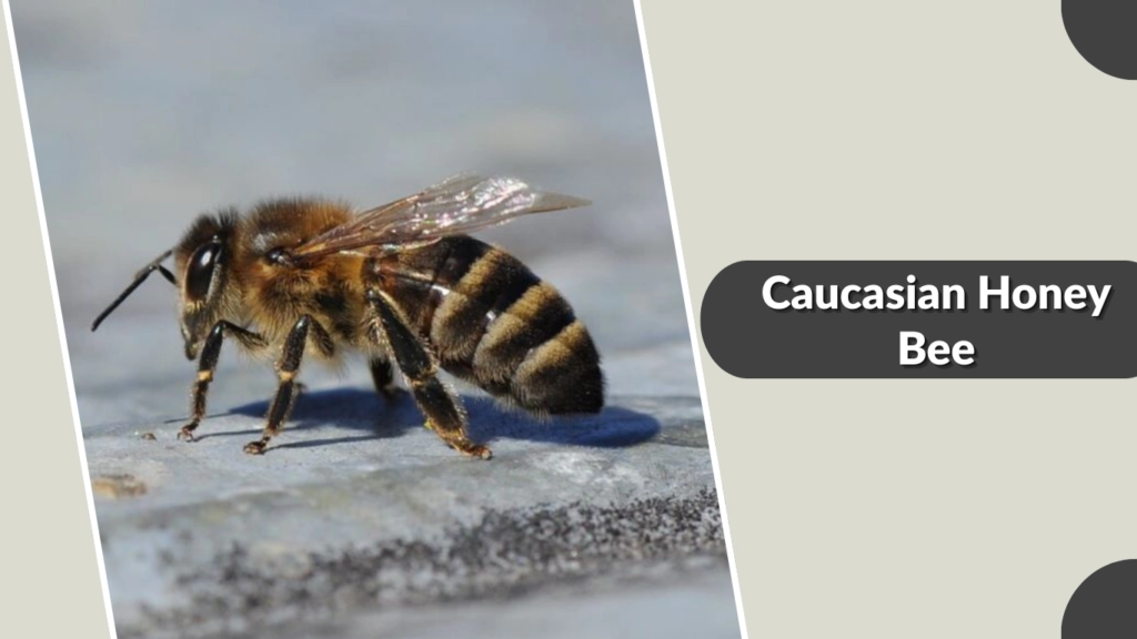 Caucasian Honey Bee