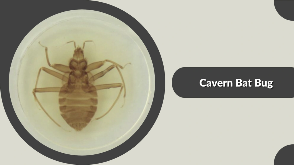 Cavern Bat Bug