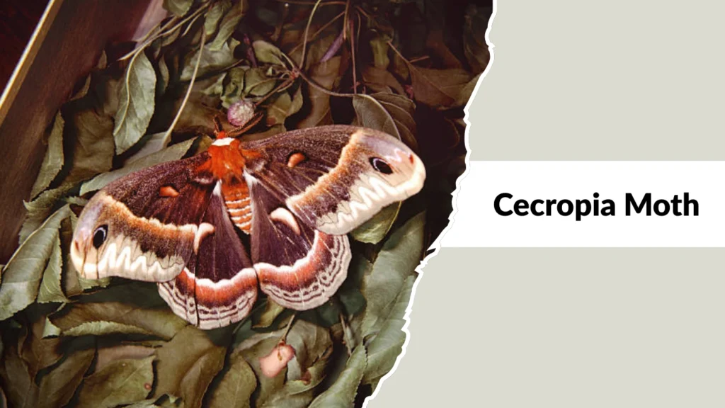 Cecropia Moth