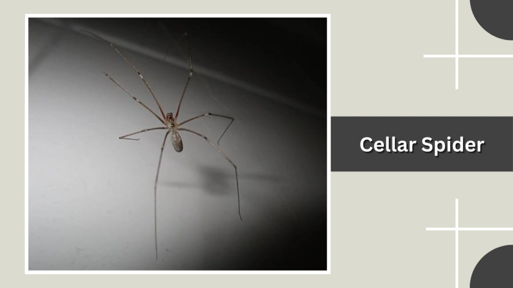 Cellar Spider