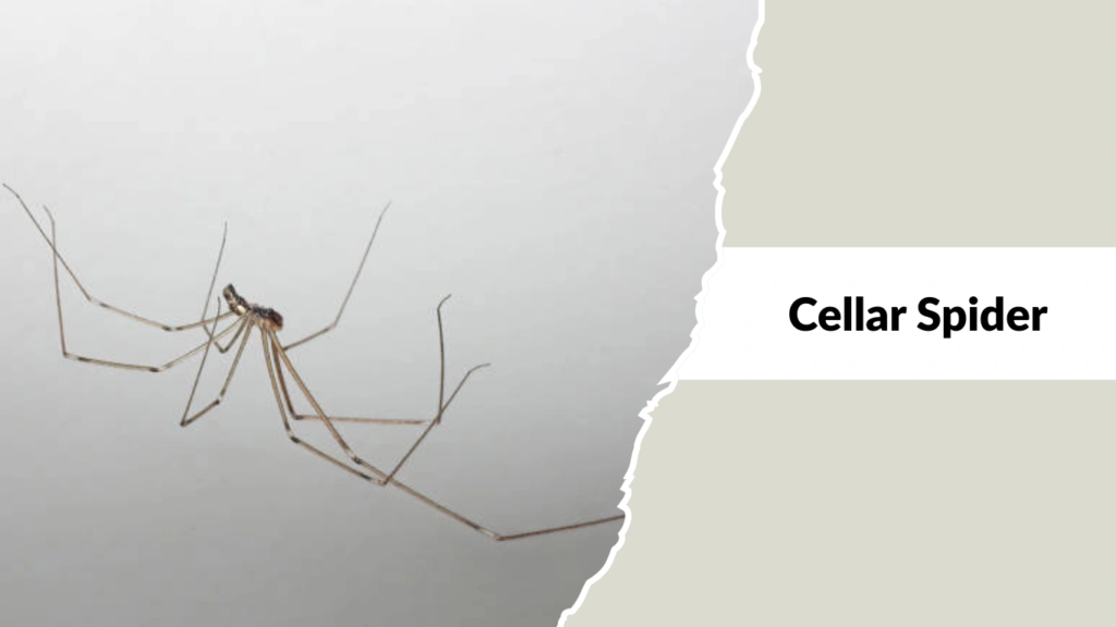 Cellar Spider