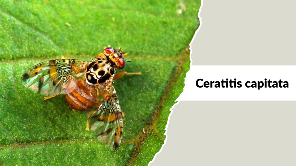 Ceratitis capitata
