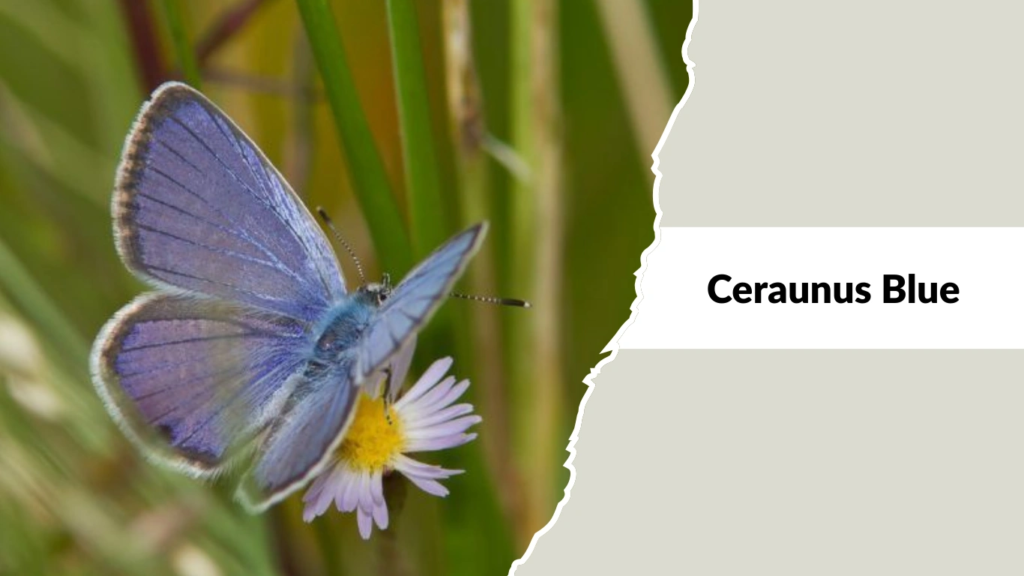 Ceraunus Blue