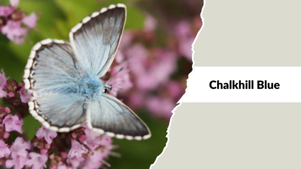 Chalkhill Blue