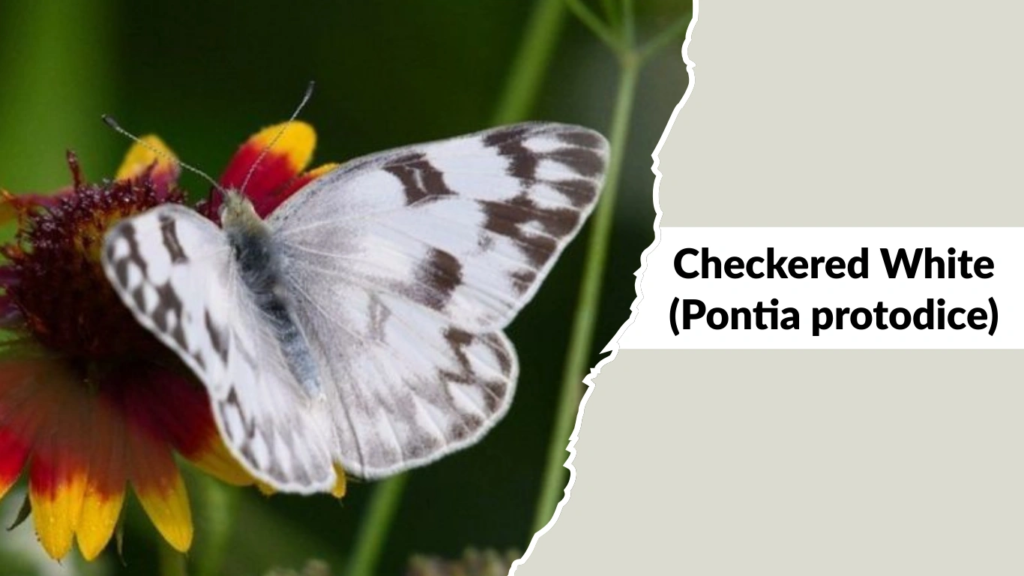 Checkered White (Pontia protodice)