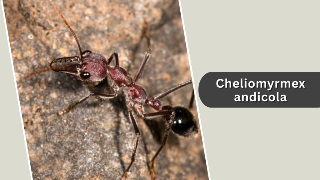 Cheliomyrmex andicola