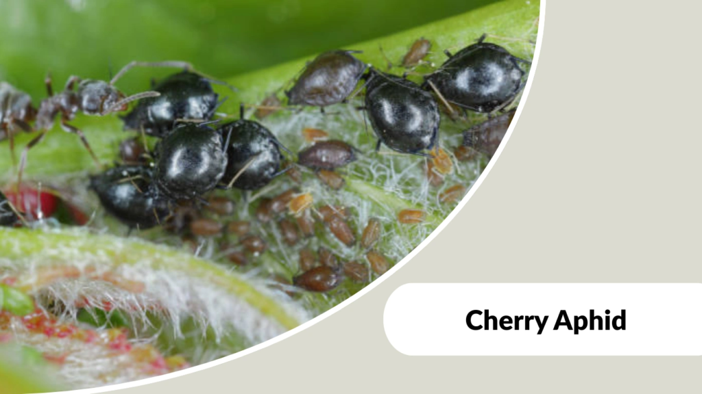 Cherry Aphid