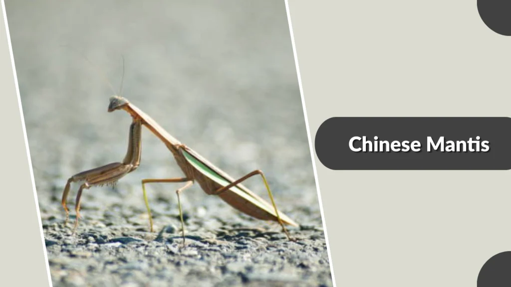 Chinese Mantis 