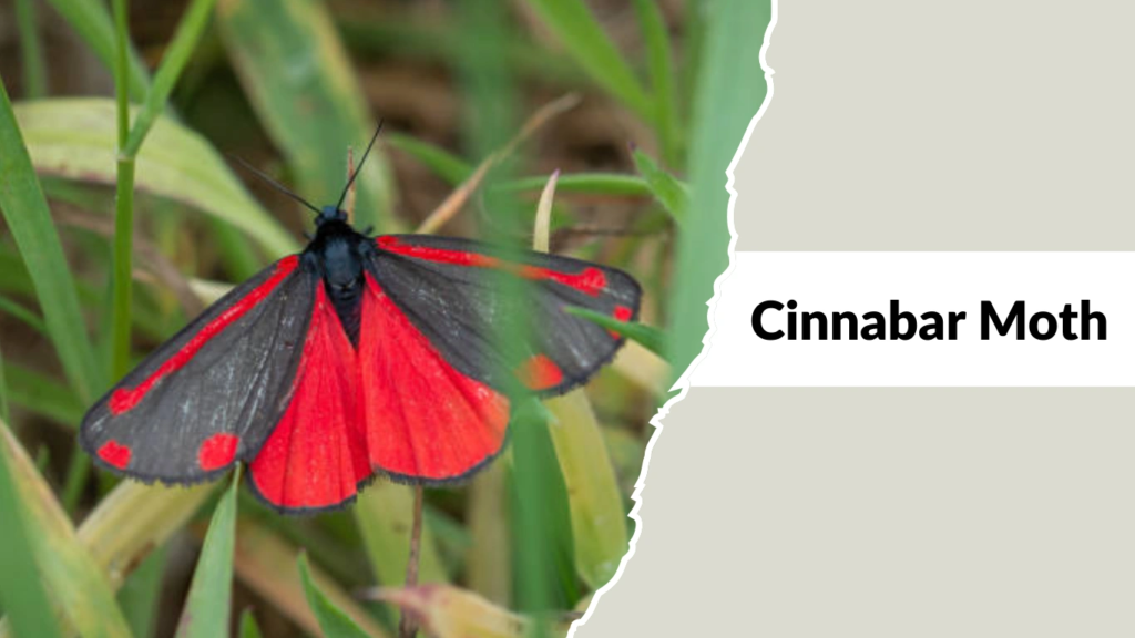 Cinnabar Moth