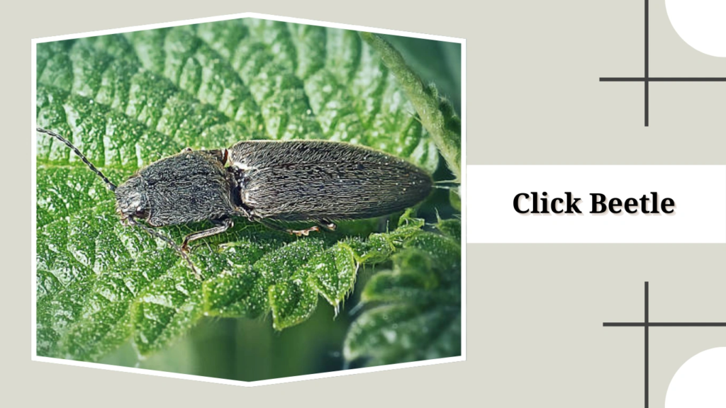 Click Beetle
