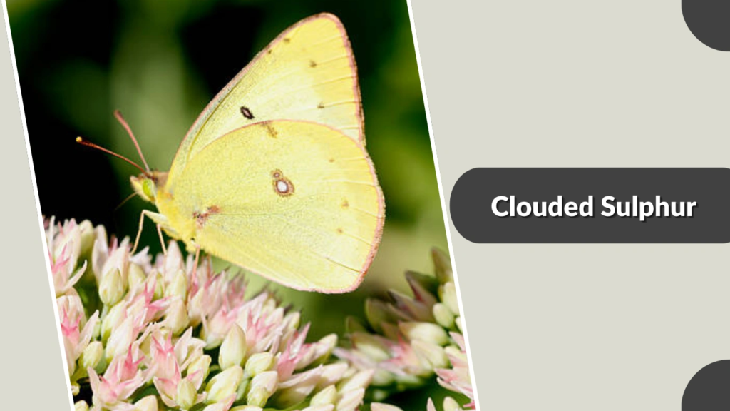 Clouded Sulphur