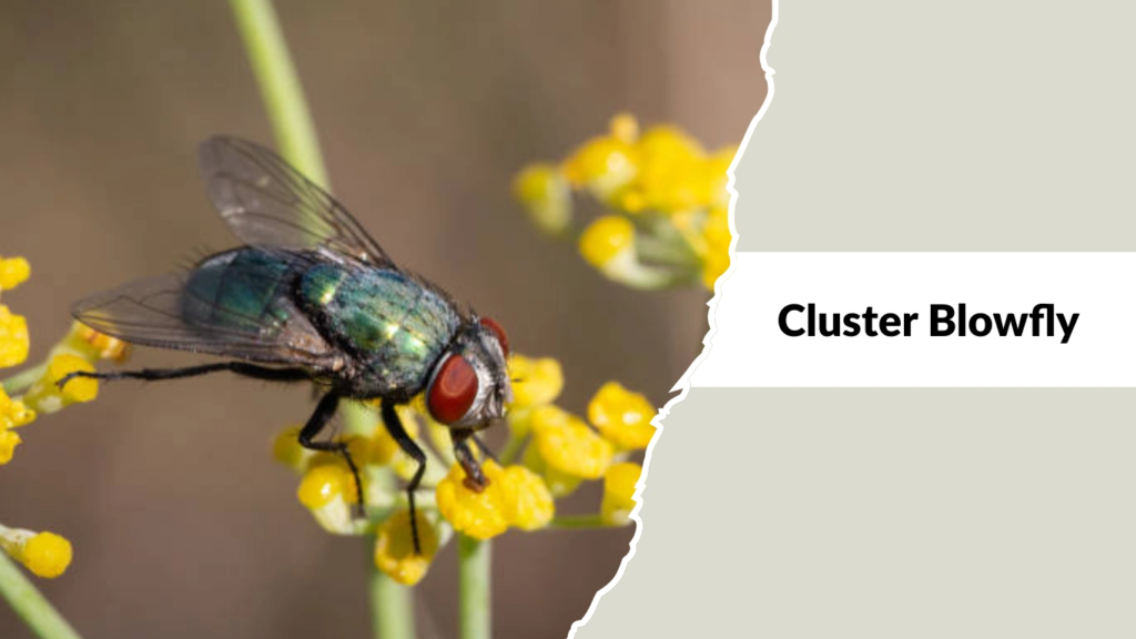 Cluster Blowfly