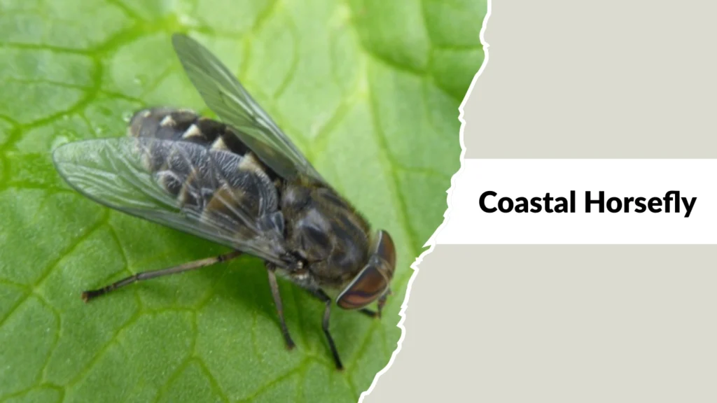 Coastal Horsefly