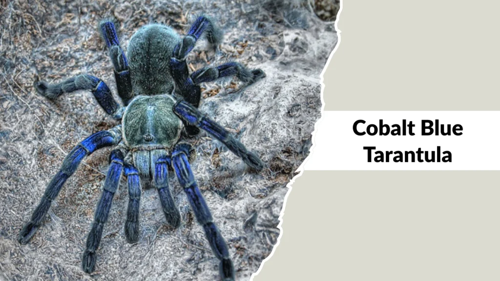 Cobalt Blue Tarantula