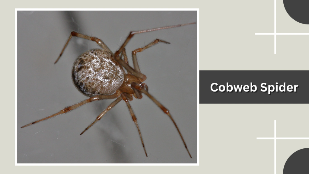 Cobweb Spider