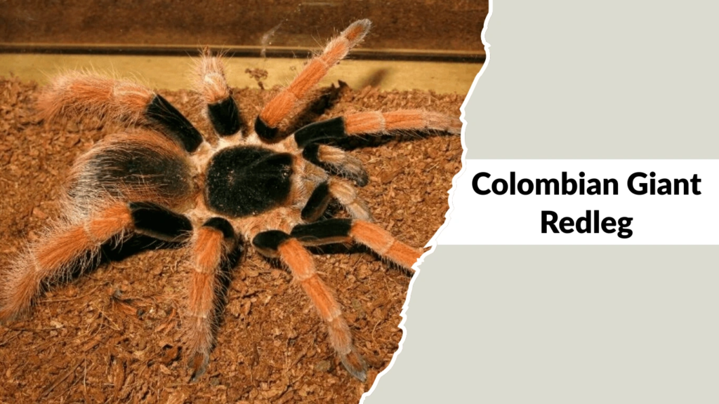 Colombian Giant Redleg