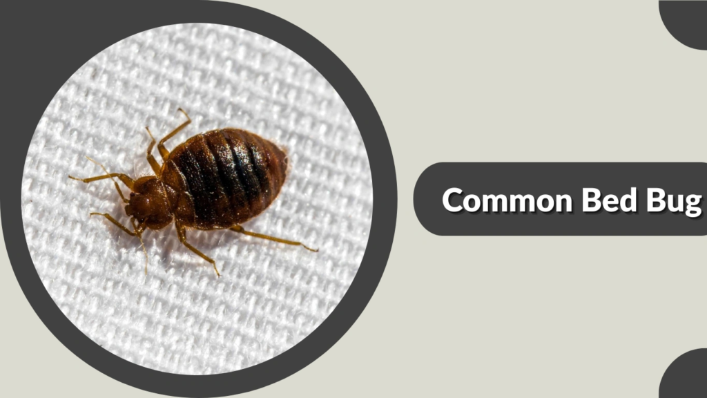 Common Bed Bug